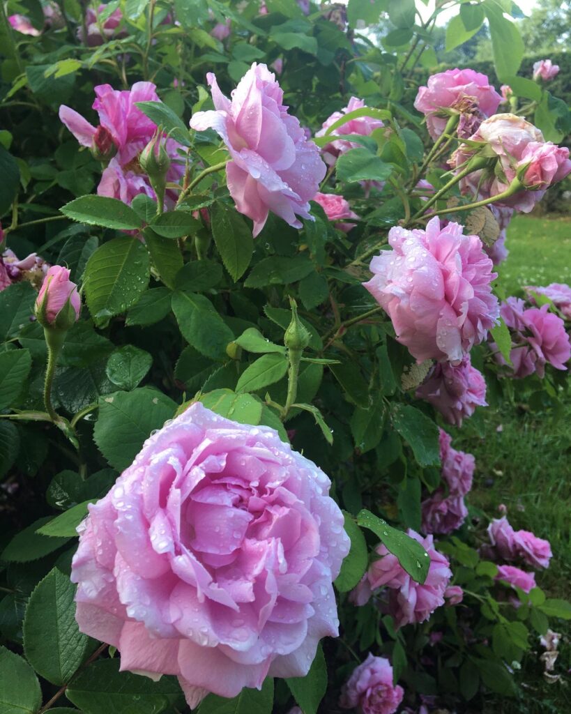 Rosor
