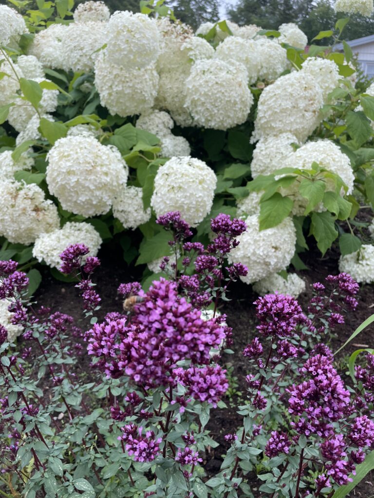 Hortensia och Oregano Herrenhausen