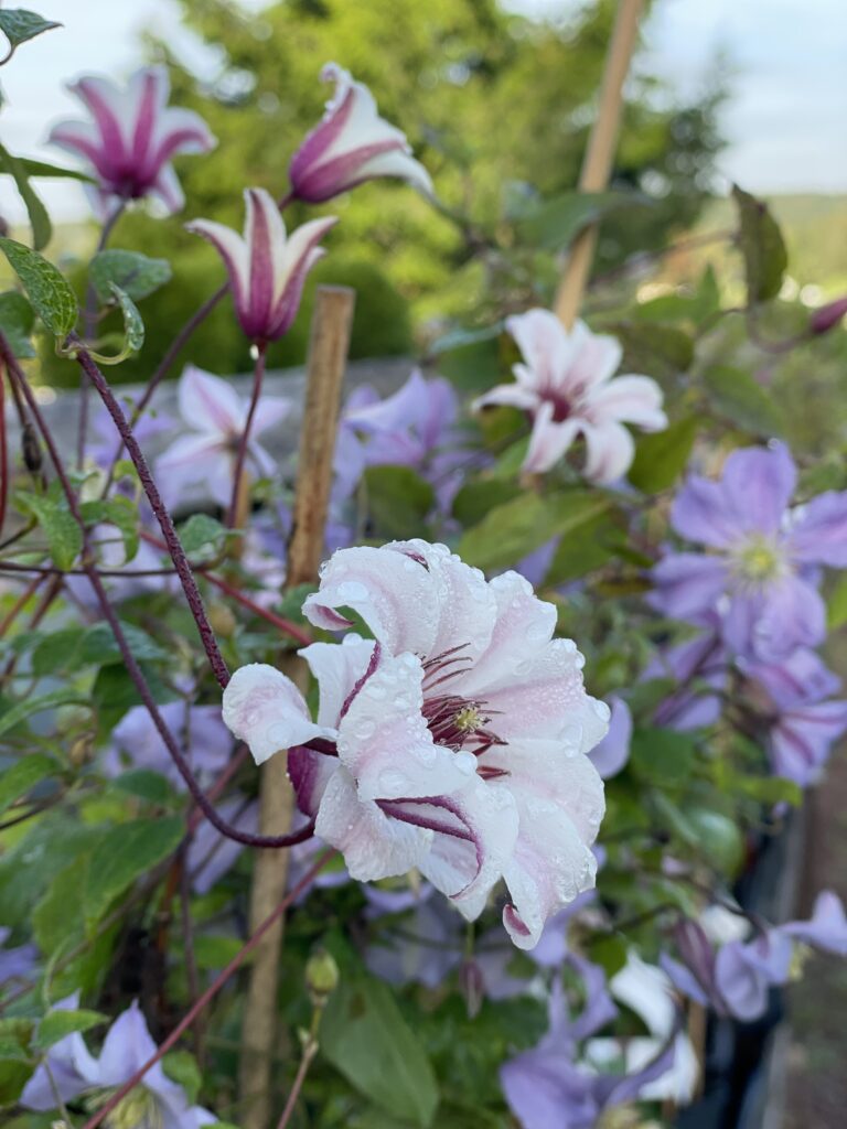 Clematis Prinsess Kate