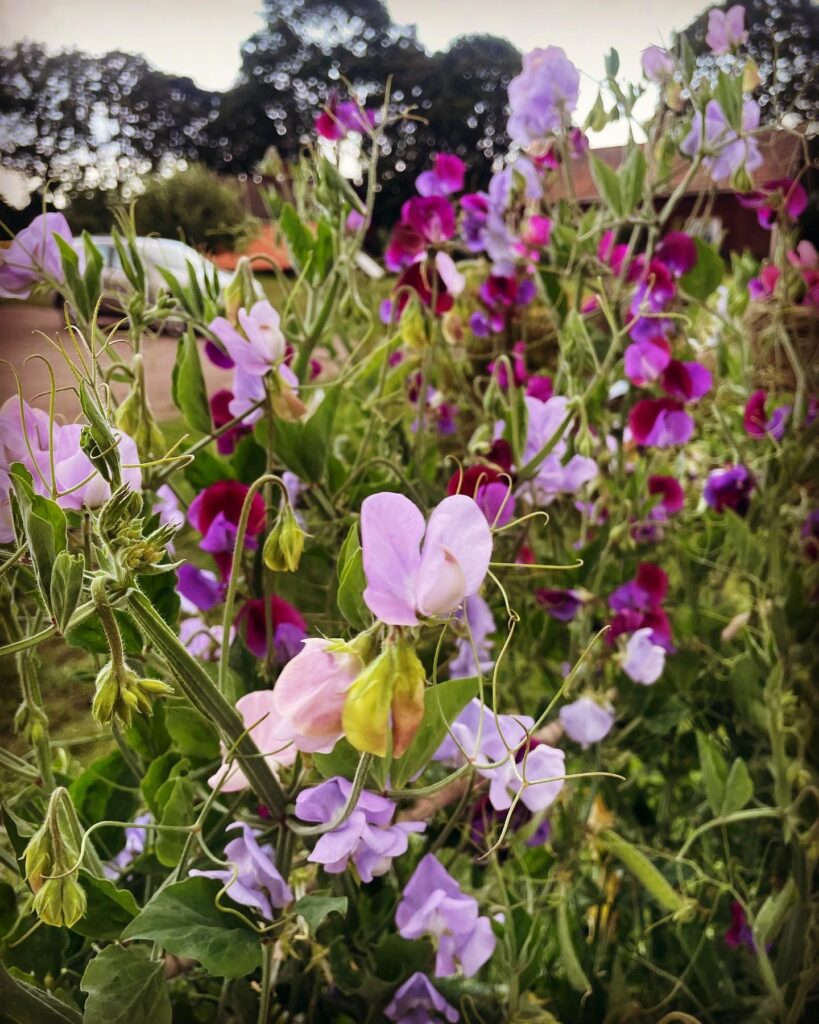 Sweet peas