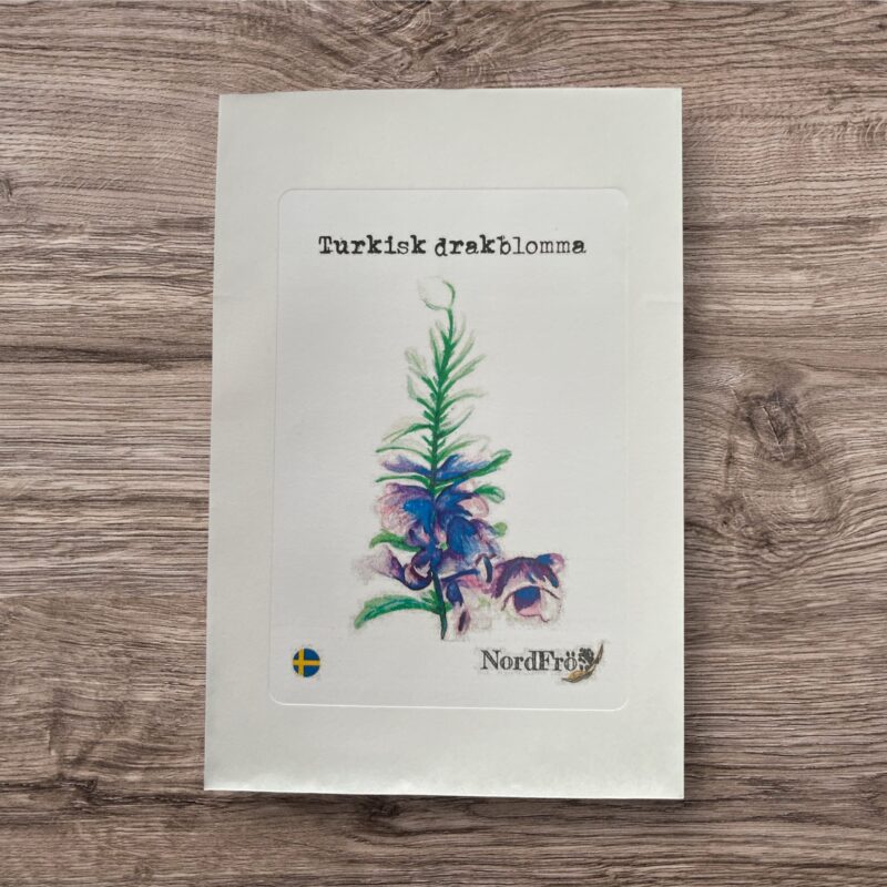 Turkisk drakblomma